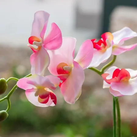 Sokol 2* 杜布罗夫尼克